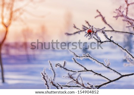 winter landscape with red rose-hips