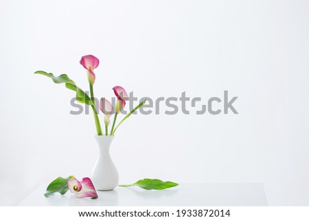 Similar – Image, Stock Photo Lily Blossom Flower Nature