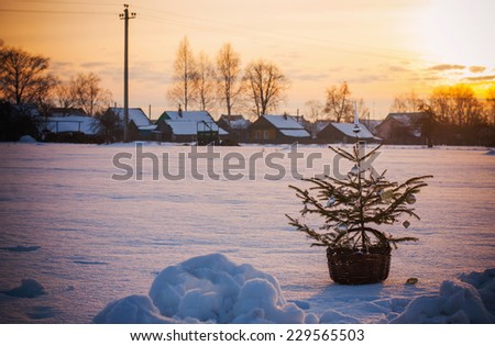 Christmas tree at winter sunset