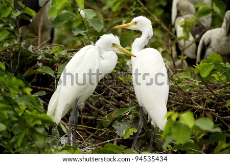 Great Egrets (Ardea alba), also known as Great White Egret, Common Egret, or Great White Heron