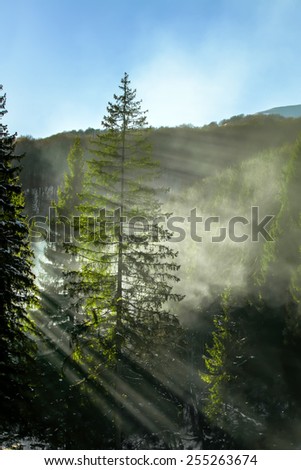 Sunlight shine through trees, spring mountain landscape
