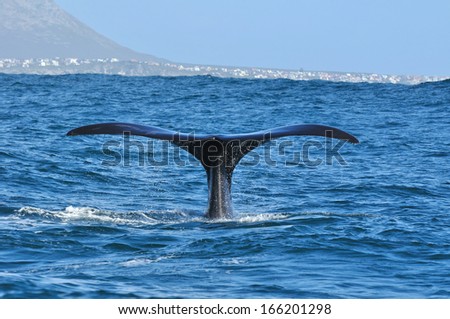 Southern Right whale tail