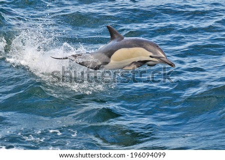 FLYING COMMON DOLPHIN