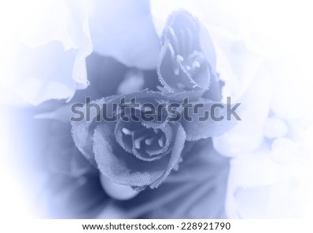closeup image of roses in soft style blue