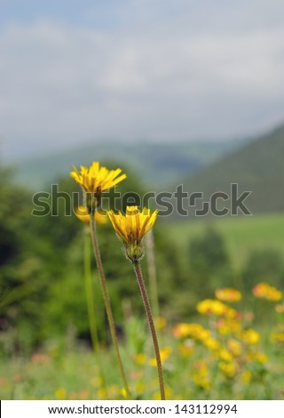 flower mouse-ear hawkweed mountains in the background ( Pilosella officinarum)