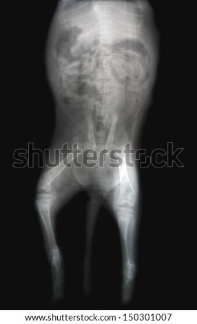 skeleton cat, X-ray
