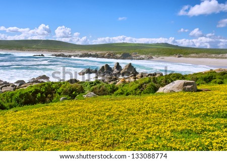 Field of yellow flowers next to sea beach. Shot in West Coast National Park, near Langebaan, Western Cape, South Africa.