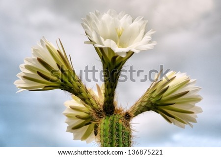 White cactus flowers against clouds. Shot in Montagu, Western Cape, South Africa.