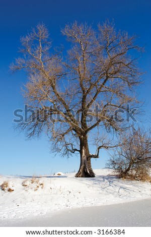 Huge tree on winter lake shore. Shot in Poltavska region, Ukraine.