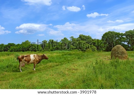 Cow, road, stack of hay. Shot near Kiev (Kyiv), Ukraine.