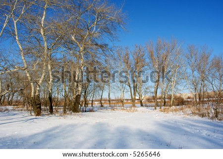 White poplars on winter river shore. Shot near the Dnieper river, Ukraine.