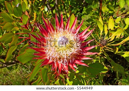 African plant flower \'Protea\' - closeup. Shot in August in Jan Marais Nature Reserve, Stellenbosch, South Africa.