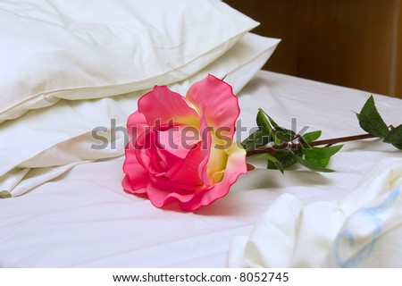 Big rose lies on white bed in clinic ward. Shot in South Africa.