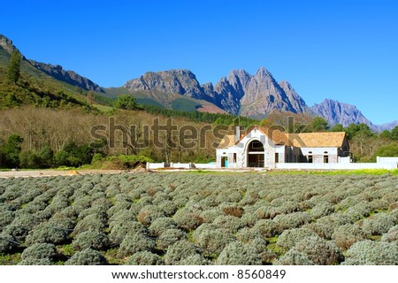 Ball plants field and house in mountains. Shot in August, Stellenbosch, South Africa.