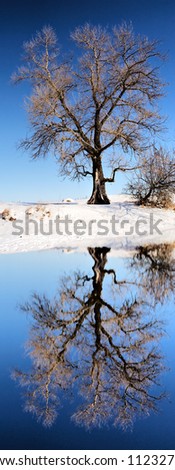 Huge tree next to winter lake - with reflection. Shot in Poltavska region, Ukraine.