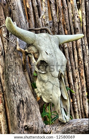 African bull skull on wooden fence. Shot in Sodwana Bay, KwaZulu-Natal, South Africa and Southern Mozambique.