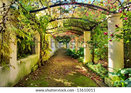 Autumnal arch covered by vine.Shot in Vergelegen wine farm/estate, near Stellenbosch, Western Cape, South Africa.