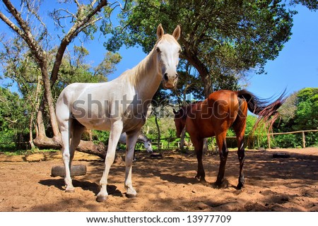 Two horses, white and red, in forest stable. Shot in Sodwana Bay Nature Reserve, KwaZulu-Natal province, Southern Mozambique area, South Africa.