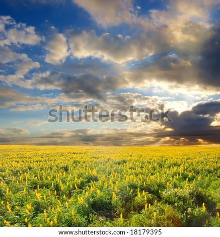 Yellow wild flowers field under dramatic sunset skies. Shot on West Coast, near Langebaan, Western Cape, South Africa.
