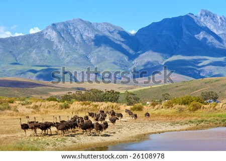 Herd of ostriches on mountain farm. Shot near Bonnievale, Western Cape, South Africa.