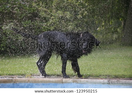 flat coated retriever shaking off water after a swim
