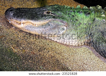 Closeup image of freshwater Crocodile, sharp tooth visible