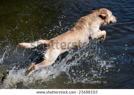Golden labrador retriever dog jumping into the water