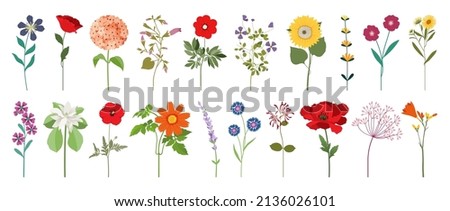 Collection of wild blooming meadow flowers isolated on white background. Bundle of wildflowers used in floristry. Set of decorative floral design elements. Flat colorful botanical vector illustration