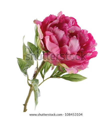 pink peony isolated on white