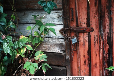 old door locked with padlock with green leaves of wild vine around walls