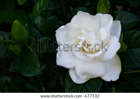 Beautiful white gardenia flower on shrub