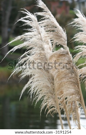 Close up of foliage and fluffy heads of dune grass plants