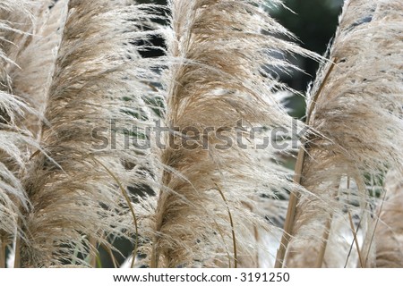 Close up of foliage and fluffy heads of dune grass plants