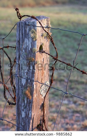 old rustic fence post with barbed wire in the early morning light