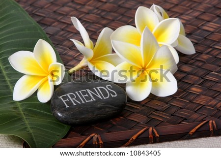 close up of yellow and white frangiapani flowers with river stone - friends