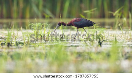 A beautiful black glossy ibis fishing through the thick water plants. His long legs and beak are the only disturbers of the serenite landscape. Foto d'archivio © 