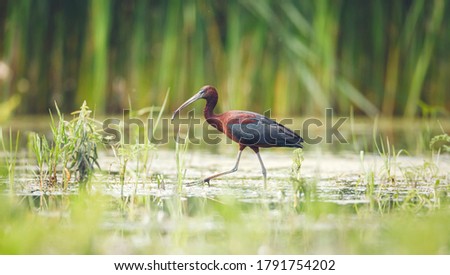 A beautiful black glossy ibis fishing through the thick water plants. His long legs and beak are the only disturbers of the serenite landscape. Foto d'archivio © 