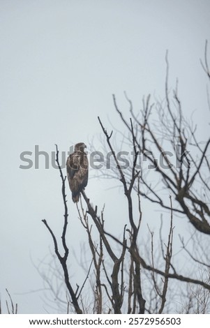 Similar – Image, Stock Photo Danube in the mist