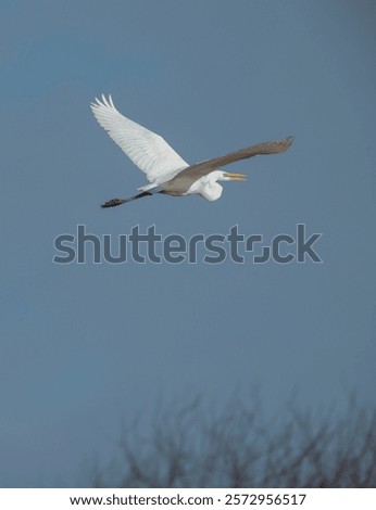 Similar – Image, Stock Photo Heron against the light