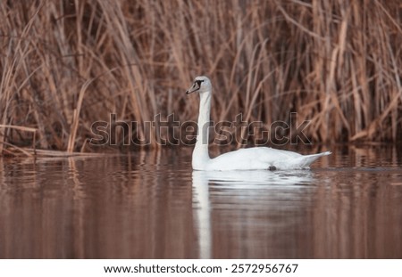 Similar – Foto Bild Natur setzt sich durch