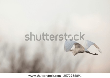 Similar – Image, Stock Photo Danube in the mist