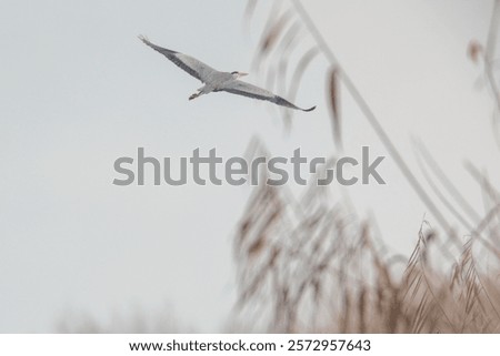 Similar – Image, Stock Photo Heron against the light