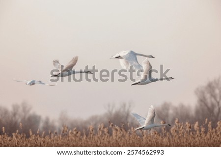 Similar – Image, Stock Photo swans in sunlight and shadow. White stripes of birch trees.