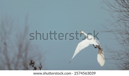 Similar – Image, Stock Photo Heron against the light