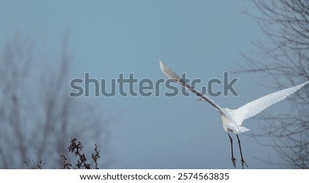 Similar – Image, Stock Photo Heron against the light