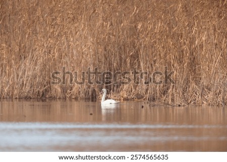 Similar – Image, Stock Photo Graceful swan swimming on lake