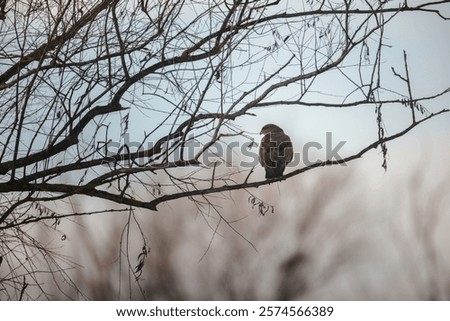 Similar – Image, Stock Photo Hawk sitting on tree branch in forest