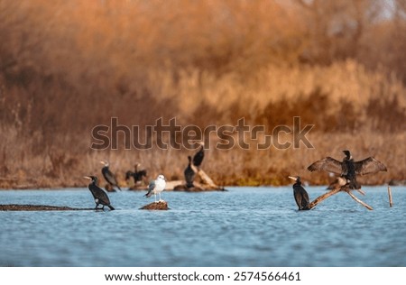 Similar – Image, Stock Photo Group of cormorants in a Llobregat Delta, Barcelona, Spain