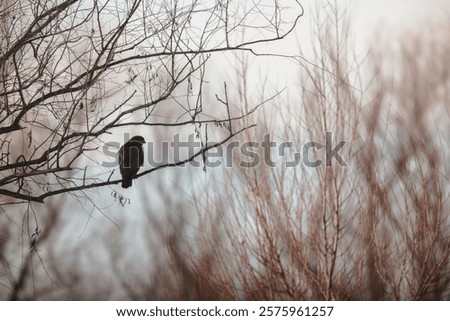 Similar – Image, Stock Photo Hawk sitting on tree branch in forest