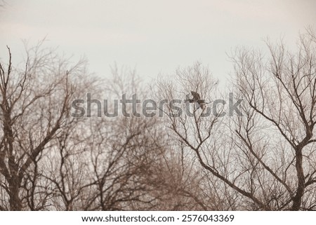 Similar – Image, Stock Photo Hawk sitting on tree branch in forest